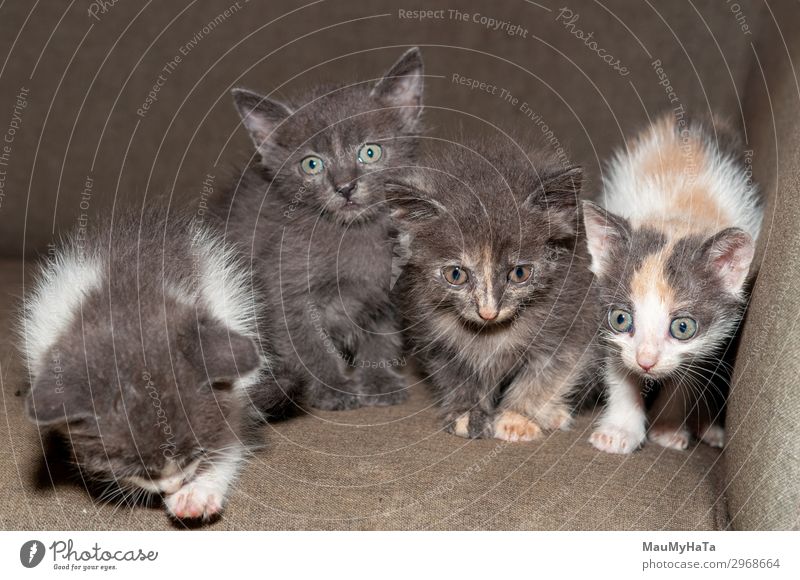 Kleine Katze beim Spielen auf dem Haus Freude schön Baby Kindheit Natur Tier Pelzmantel Haustier sitzen klein lustig niedlich weich grau rot weiß Katzenbaby