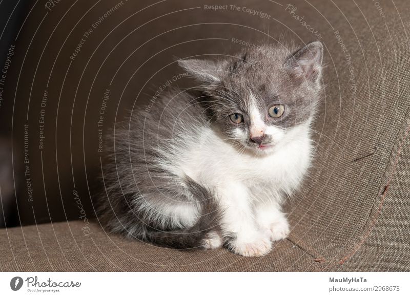 Kleine Katze beim Spielen auf dem Haus Freude schön Baby Kindheit Natur Tier Pelzmantel Haustier sitzen klein lustig niedlich weich grau rot weiß Katzenbaby