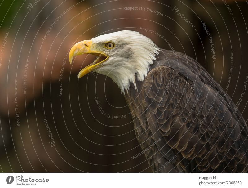 Weißkopfseeadler Umwelt Natur Tier Frühling Sommer Herbst Winter Klima Schönes Wetter Park Wiese Wald Urwald Wildtier Flügel Krallen Zoo Weisskopfseeadler