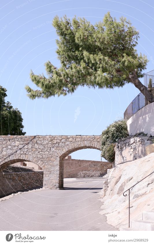 Korsika Sommer Schönes Wetter Baum Menschenleer Straße Tunnel Brücke Torbogen Bogenbrücke Wachstum groß hell natürlich blau grau grün oben Farbfoto