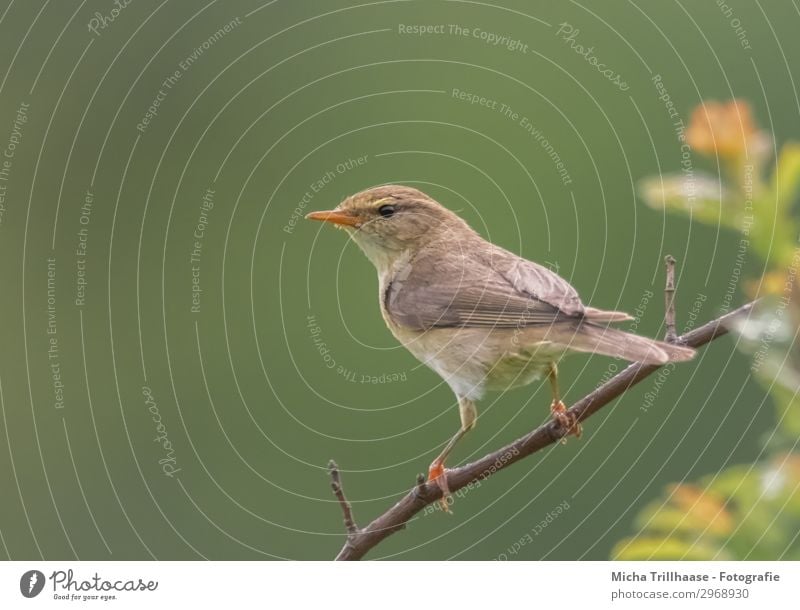 Zilpzalp auf einem Zweig Natur Tier Sonnenlicht Schönes Wetter Sträucher Blatt Zweige u. Äste Wildtier Vogel Tiergesicht Flügel Krallen Weidenlaubsänger Feder