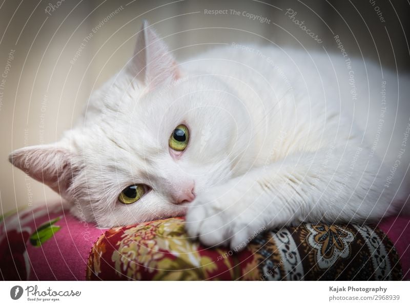 Nachdenkliche Katze Tier Haustier Fell Pfote 1 Sauberkeit weich weiß Schutz Vorsicht Gelassenheit ruhig Farbfoto Innenaufnahme Kunstlicht Schwache Tiefenschärfe