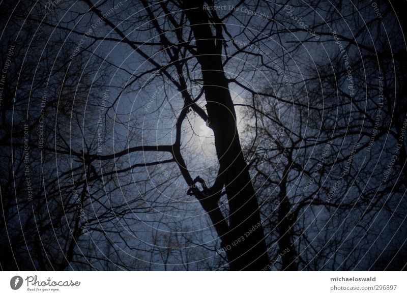 Sonnenfinsternis Natur Landschaft Himmel Nachthimmel Klimawandel Unwetter Nordlicht Baum Park Wald Menschenleer Kraft Macht Vorsicht ruhig Weisheit Ausdauer