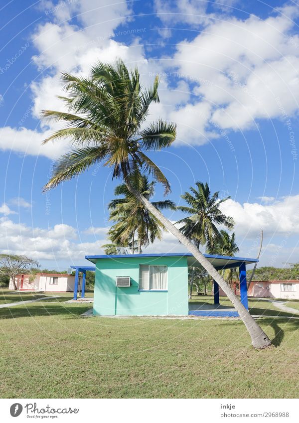 kubanische Palme Himmel Sommer Schönes Wetter Wiese Menschenleer Haus Ferienhaus authentisch einfach blau grün Kuba Farbfoto Außenaufnahme Tag Licht Kontrast