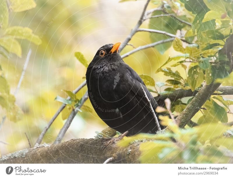 Amsel im Baum Natur Tier Sonne Sonnenlicht Schönes Wetter Blatt Zweige u. Äste Wildtier Vogel Tiergesicht Flügel Krallen Feder gefiedert Schnabel Auge 1