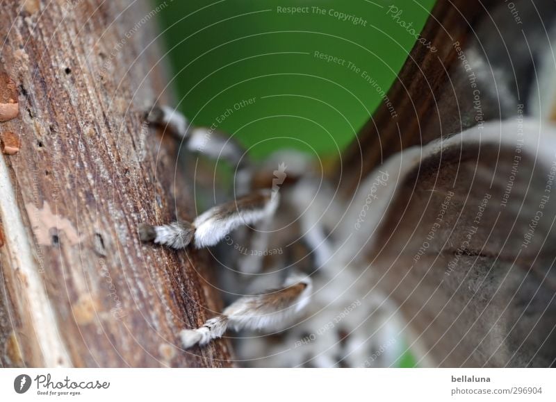 Tarantula? Natur Baum Garten Park Wiese Tier Wildtier Schmetterling Flügel Fell 1 sitzen ästhetisch außergewöhnlich exotisch schön nah natürlich braun grau grün