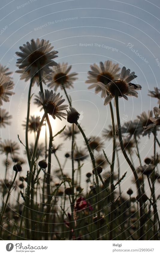 Margaritenblüten aus der Froschperspektive im Gegenlicht der Abendsonne Umwelt Natur Landschaft Pflanze Wolkenloser Himmel Sonnenlicht Sommer Schönes Wetter