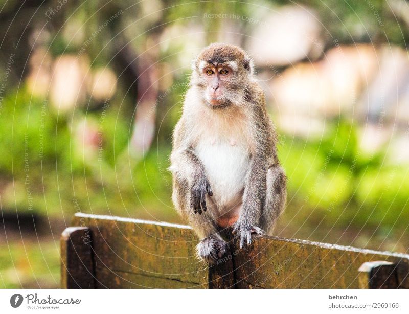 freitag, yeah! Tierporträt Unschärfe Sonnenlicht Kontrast Außenaufnahme Farbfoto Licht Tag Menschenleer Detailaufnahme Nahaufnahme Fernweh intensiv Tierschutz