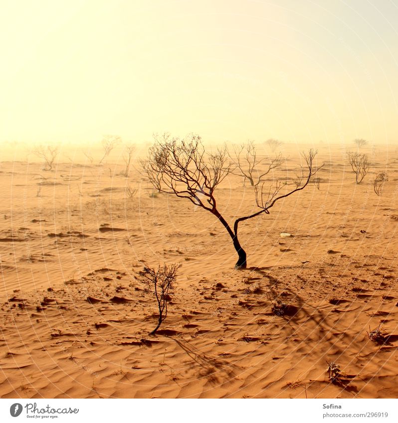 Dürre vor dem Sturm Ferien & Urlaub & Reisen Tourismus Ausflug Abenteuer Ferne Freiheit Safari Sommer Umwelt Natur Landschaft Pflanze Erde Sand Feuer Sonne