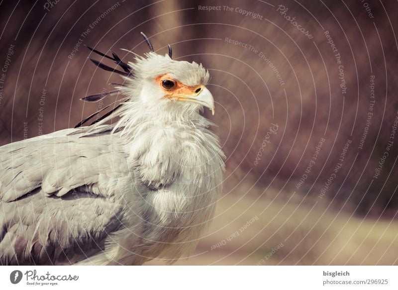 Sekretär Zoo Tier Vogel Tiergesicht Büroangestellte 1 Blick braun grau orange Farbfoto Außenaufnahme Menschenleer Textfreiraum rechts Schwache Tiefenschärfe