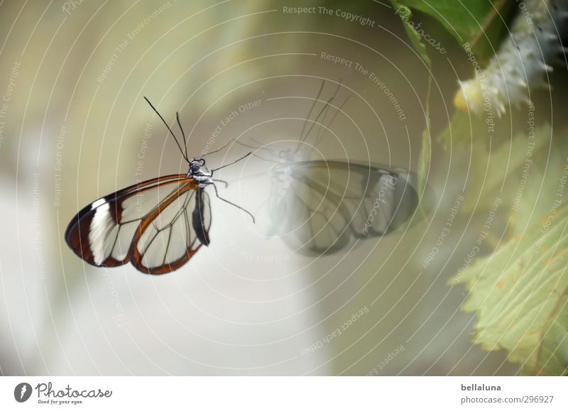 Grazie vs. Moppelchen Natur Pflanze Tier Wetter Schönes Wetter Blatt Wildtier Schmetterling 2 Fressen sitzen ästhetisch außergewöhnlich dick exotisch natürlich