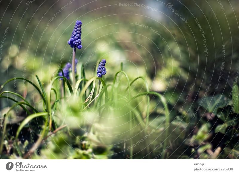 Perlen Umwelt Natur Pflanze Frühling Schönes Wetter Blume Gras natürlich grün violett Hyazinthe Traubenhyazinthe Farbfoto Außenaufnahme Nahaufnahme