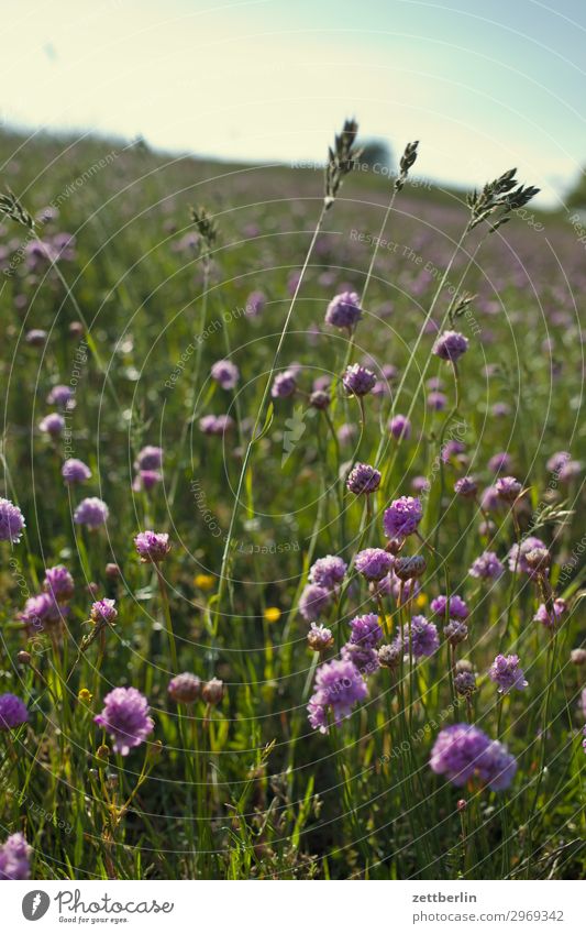 Klee Wiese Weide Landschaft Hügel Gras Blüte Blühend Blume Sommer Sommertag wandern Natur frei Ferien & Urlaub & Reisen Erholung ruhig Umweltschutz Idylle