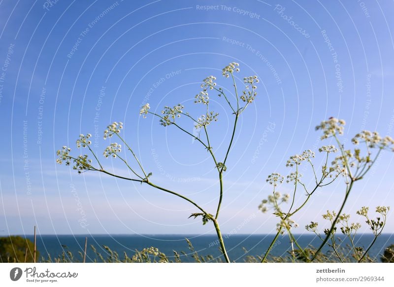 Schafgarbe am Bodden Gewöhnliche Schafgarbe Korbblütengewächs Astern Heilpflanzen Ferien & Urlaub & Reisen Insel Mecklenburg-Vorpommern Meer