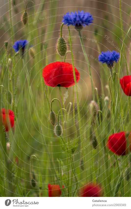 Blau und Rot und Grün, Kornblumen und Mohn in der Wiese Natur Pflanze Sommer Blume Gras Blatt Blüte Klatschmohn Garten Feld Blühend Duft verblüht schön blau