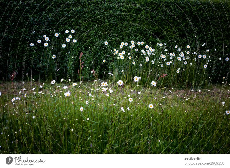 Margeriten Korbblütengewächs Blume Blüte Blühend Wiese Hecke Pflanze Natur Garten Vorgarten dunkel geheimnisvoll Romantik Menschenleer Textfreiraum