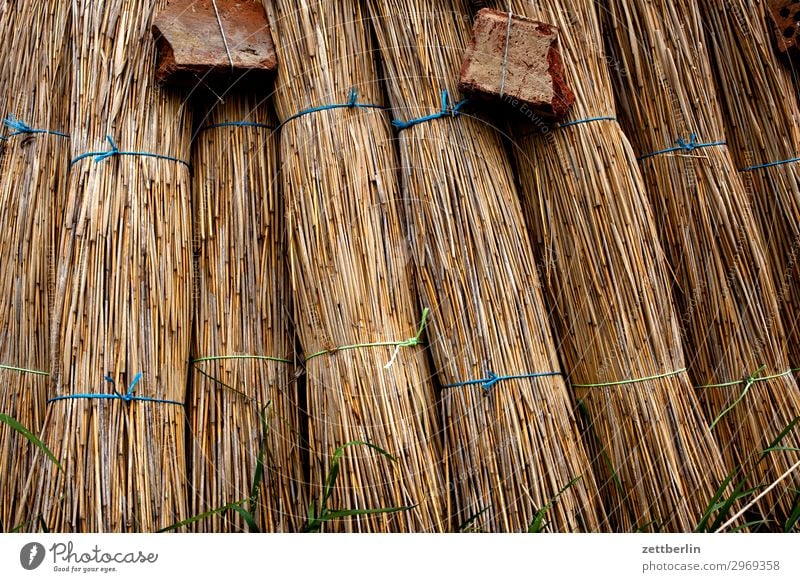 Stroh again Rügen Riet Riedgras Puppe Strohdach Reetdach Dach Dachdecker Handwerk historisch Tradition Material Naturmaterial trocken trocknen Bioprodukte