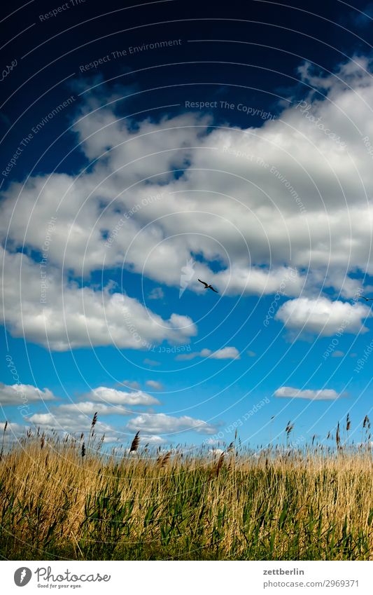 Wiese unten, Himmel oben, Vogel in der Mitte Ferien & Urlaub & Reisen Insel Landwirtschaft Mecklenburg-Vorpommern mönchgut Natur Rügen Tourismus Horizont Ferne