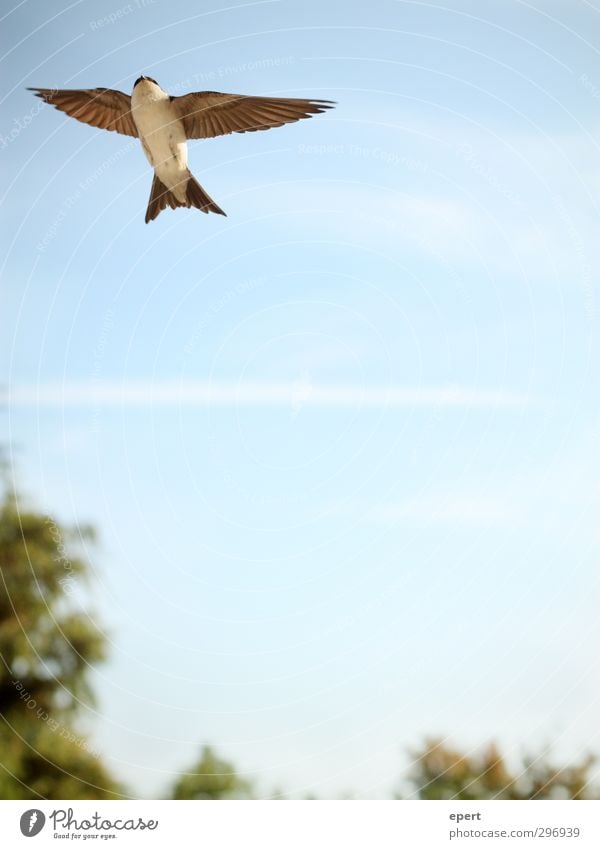 Fly away with me Luft Himmel Schönes Wetter Tier Vogel Flügel 1 Bewegung fliegen frei Unendlichkeit oben schön Reinheit Hoffnung Sehnsucht elegant Freiheit