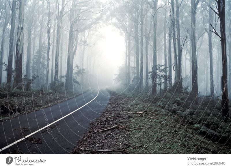 Misty Drive dachte, der Wald sei ein Wald. Ferien & Urlaub & Reisen Sommer wandern Umwelt Natur Landschaft Pflanze Herbst Nebel Baum Sträucher Blatt Park Straße