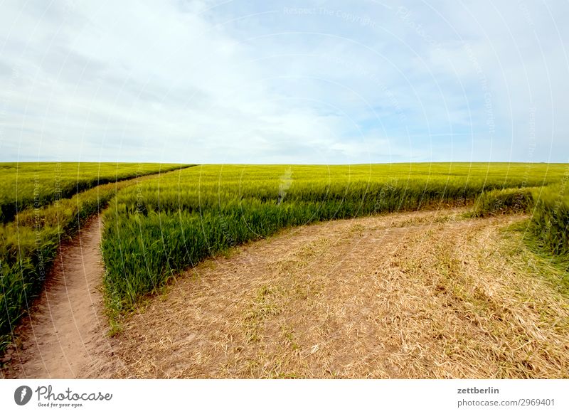 Getreidefeld Feld Feldrand Ferien & Urlaub & Reisen Insel Landwirtschaft Mecklenburg-Vorpommern mönchgut Natur Reisefotografie Rügen wandern Ziel Perspektive