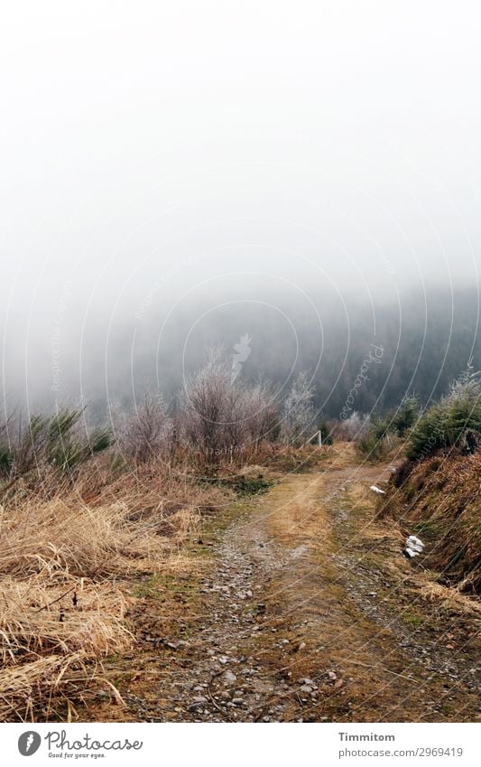 Frostiger Weg Ferien & Urlaub & Reisen Umwelt Natur Landschaft Urelemente Erde Himmel Winter Wetter Nebel Eis Baum Gras Wald Berge u. Gebirge Schwarzwald