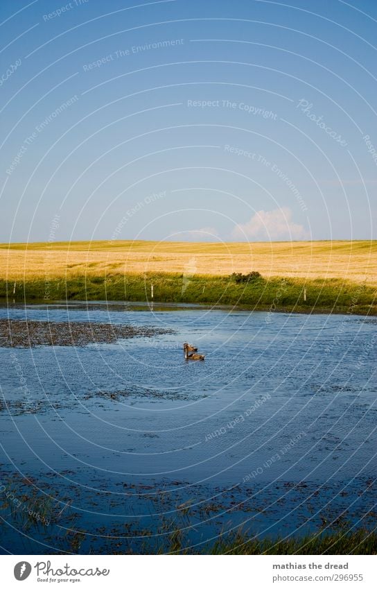 ENTEN Umwelt Natur Landschaft Pflanze Wasser Himmel Horizont Sonne Sommer Schönes Wetter Gras Feld Teich Tier Wildtier Ente 2 Schwimmen & Baden Farbfoto