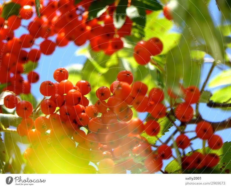 Vogeldelikatesse... Pflanze Baum Vogelbeerbaum rund sauer rot Gift Herbst Vogelbeeren reif süß Vogelfutter Blatt Farbfoto Außenaufnahme Detailaufnahme