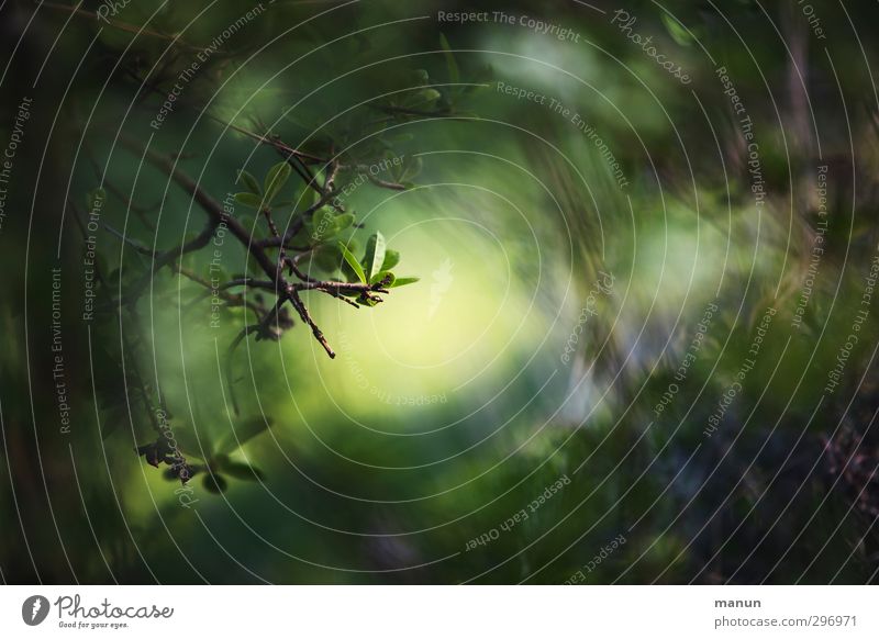 Dschungel Natur Baum Blatt Zweig Wald Lichtschein Lichteinfall lichtvoll Lichtblick dunkel natürlich positiv grün Farbfoto Außenaufnahme Detailaufnahme