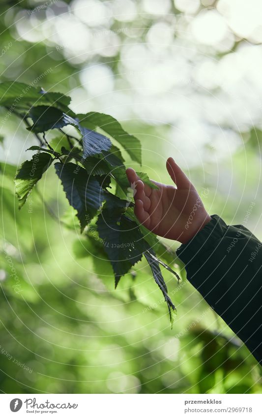 Kinder berühren mit der Hand die Blätter während eines Spaziergangs im Wald. schön Leben Sommer Mensch Kindheit Umwelt Natur Landschaft Pflanze Erde Blatt Park