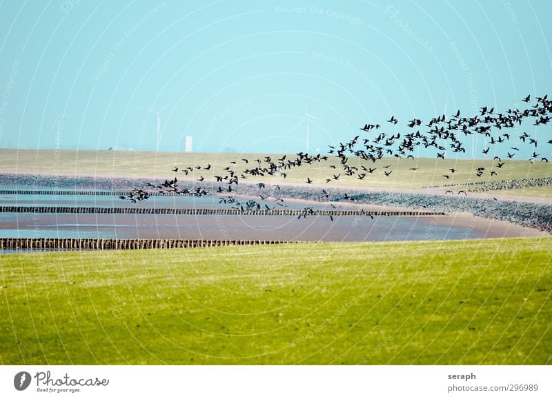 Wattenmeer Vogel Wildtier Windkraftanlage Küste Strand ecosystem Nordsee Vogelkolonie Schwarm Kupplung Sandbank brut reserve Nordfriesland maritime tideland