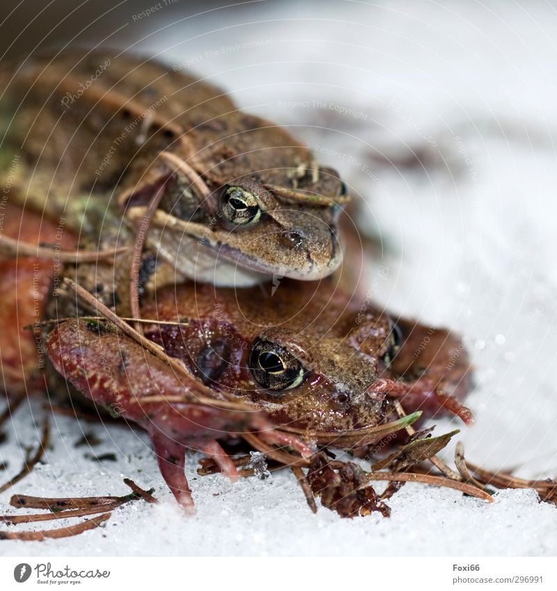 trotz Schnee....Frühlingsgefühle Berge u. Gebirge Fluss Wildtier Kröte 2 Tier entdecken Erholung außergewöhnlich hell kalt natürlich schleimig braun grün weiß