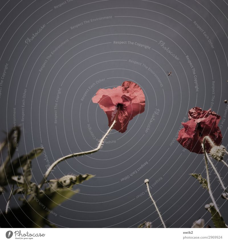 Der Sonne entgegen Umwelt Natur Landschaft Pflanze Wolkenloser Himmel Sommer Blume Klatschmohn Klatschrose Wiese Insekt 1 Tier atmen Bewegung Blühend fliegen