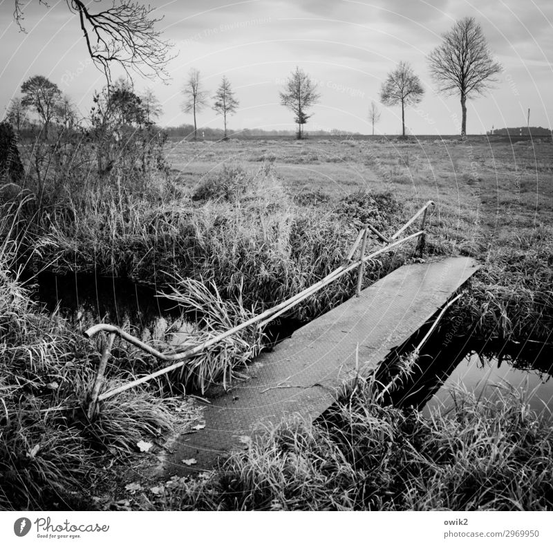 Provisorisch Umwelt Natur Landschaft Pflanze Himmel Wolken Horizont Herbst Schönes Wetter Baum Gras Sträucher Feld Bach Brücke trist grau geduldig ruhig