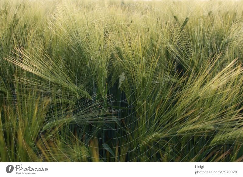 Gerstenfeld mit unreifen Kornähren Lebensmittel Getreide Umwelt Natur Pflanze Sommer Schönes Wetter Nutzpflanze Ähren Feld stehen Wachstum authentisch natürlich