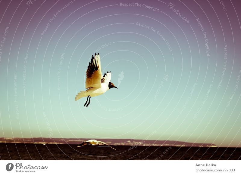 An den Horizont gepinnt Natur Himmel Wolkenloser Himmel Frühling Sommer Küste Strand Nordsee Ostsee Vogel Flügel Möwe 1 Tier fliegen hängen stehen ästhetisch