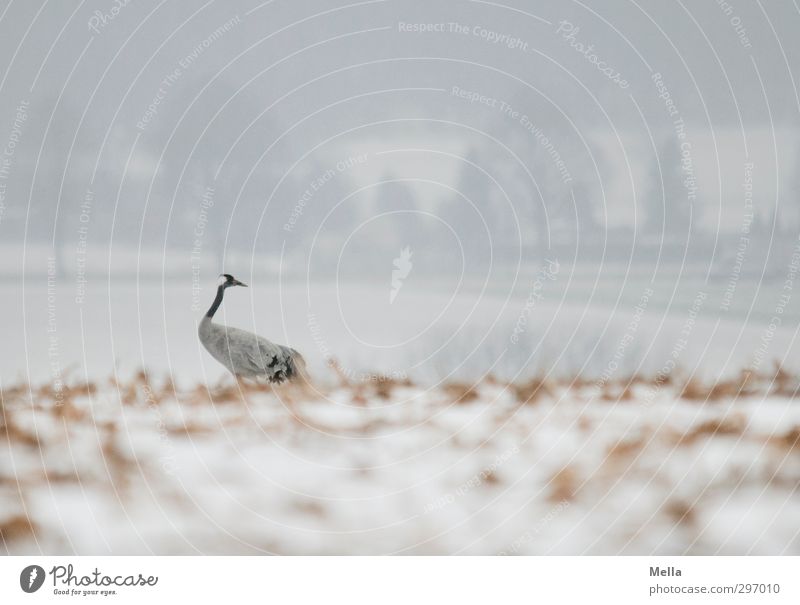 Wendehals Umwelt Natur Landschaft Tier Erde Winter Schnee Feld Wildtier Vogel Kranich 1 drehen Blick stehen natürlich Neugier trist kalt Suche Farbfoto