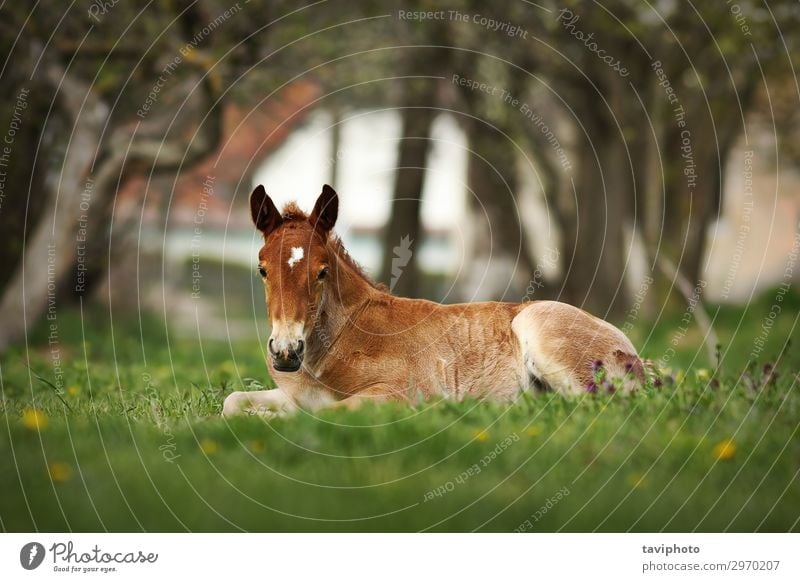 braunes Fohlen auf der Wiese stehend Glück schön Sommer Baby Natur Landschaft Tier Gras Pferd Herde Fressen natürlich niedlich grün Einsamkeit beige seltsam