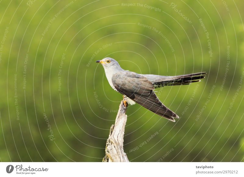 gemeiner Kuckuck auf einem Stumpf schön Mann Erwachsene Natur Tier Frühling Baum Wald Vogel sitzen hell natürlich wild grau grün Farbe stump.bird Cuculus