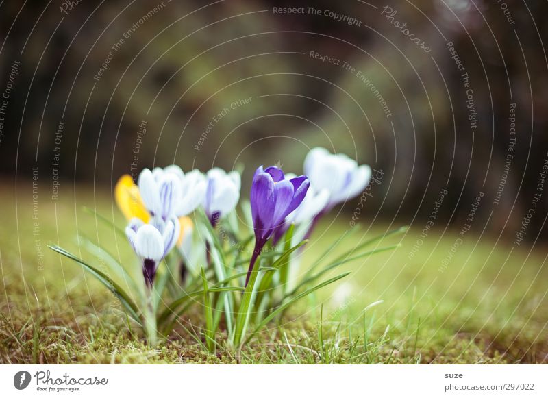 Küsschen Duft Garten Natur Pflanze Frühling Blume Blüte Wiese Blühend authentisch natürlich schön gelb grün Frühlingsgefühle Vorfreude Erwartung Wachstum