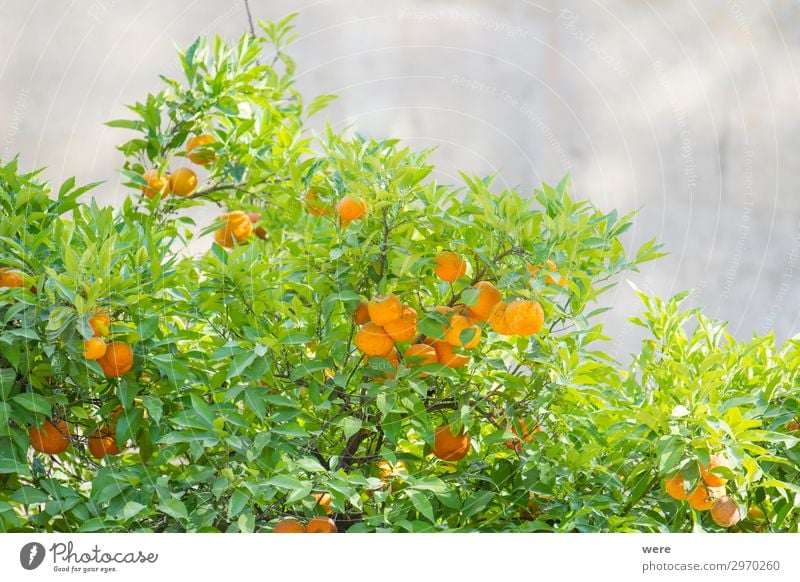 branches of an orange tree with ripe oranges Orange Vegetarische Ernährung Sommer Natur Essen Gesundheit rund saftig Sunbeams copy space food fruit glitter