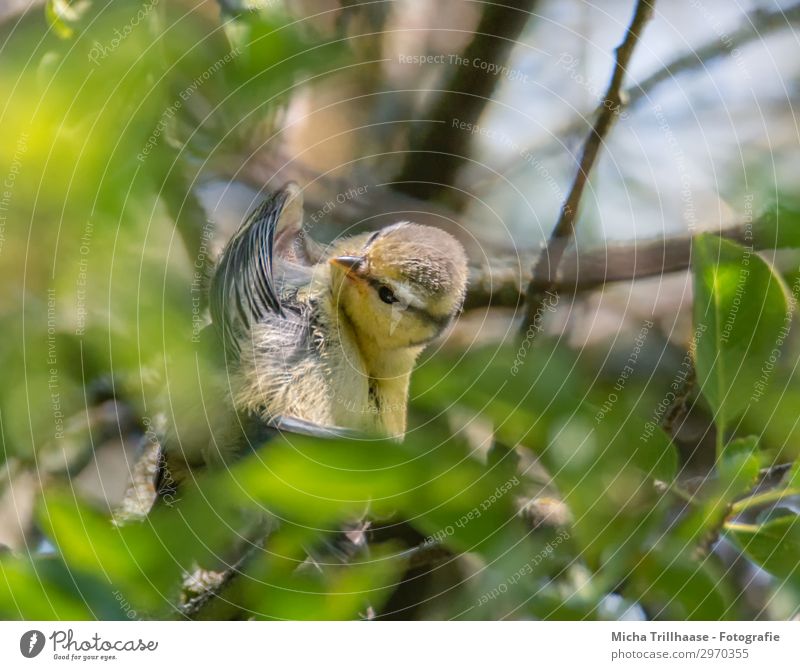 Junge Kohlmeise putzt sich Natur Tier Himmel Sonnenlicht Schönes Wetter Baum Blatt Zweige u. Äste Wildtier Vogel Tiergesicht Flügel Meisen Schnabel Auge Feder 1