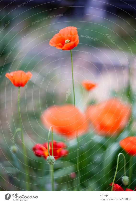 Applaus für den Klatschmohn Umwelt Natur Landschaft Pflanze Frühling Blume Blüte natürlich grün rot Mohn Mohnblüte Farbfoto Außenaufnahme Makroaufnahme