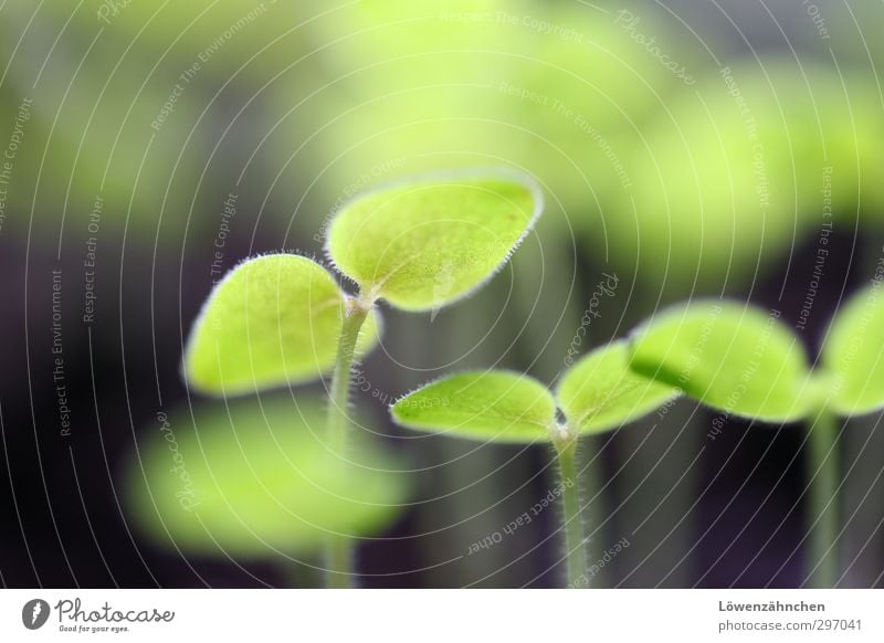 Kleines Frühlingsgrün Natur Pflanze Blatt Grünpflanze Pflanzenspross Garten Wachstum frisch klein schön Stimmung Vorfreude Mut Leben Hoffnung Sehnsucht Beginn