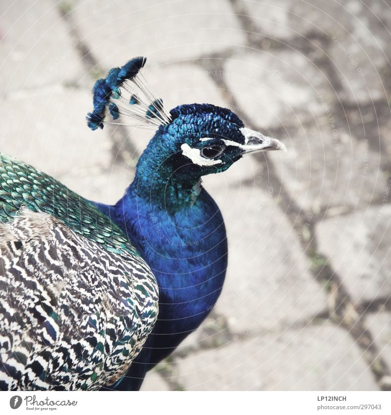 Zuckerhuhn Ferien & Urlaub & Reisen Ausflug Tier Wildtier Vogel Zoo Fasan 1 Essen ästhetisch exotisch schön lecker mehrfarbig Farbfoto Außenaufnahme Tag