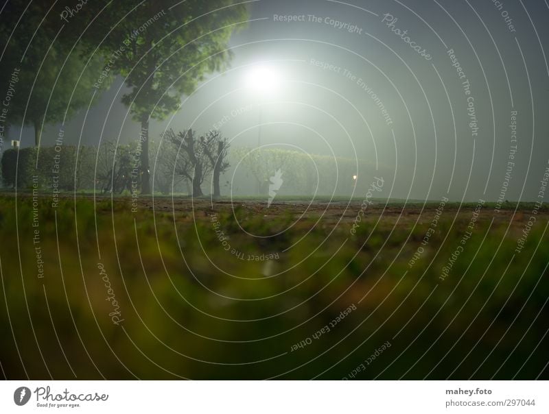 vernebelt Natur Nachthimmel Nebel Baum bedrohlich dunkel gruselig hell Neugier braun grau grün Gefühle Stimmung Vertrauen Wachsamkeit Selbstbeherrschung