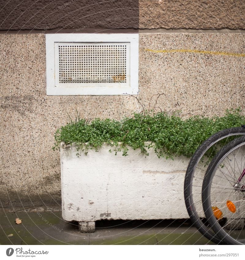 grüner versuch. Fahrradtour Wohnung Haus Keller Sport Fitness Sport-Training Fahrradfahren Pflanze Blume Grünpflanze Stadt Mauer Wand Fassade Kellerfenster