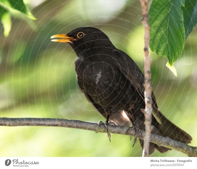 Amsel im Sonnenschein Natur Tier Sonnenlicht Schönes Wetter Baum Blatt Zweige u. Äste Wildtier Vogel Tiergesicht Flügel Krallen Schnabel Auge Feder gefiedert 1