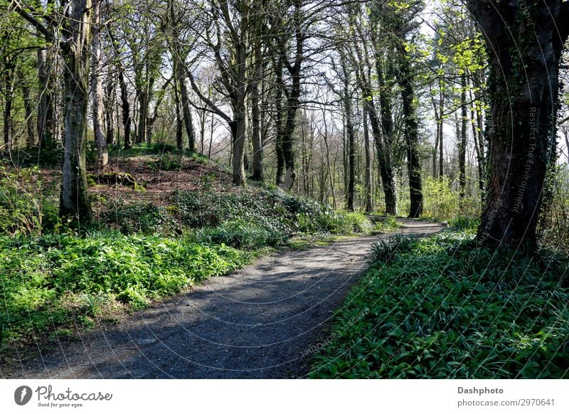 Waldspaziergang am Frühlingsmorgen wandern Natur Landschaft Pflanze Himmel Baum Gras Sträucher Moos Efeu Blatt Park Hügel Wege & Pfade Stein Holz natürlich