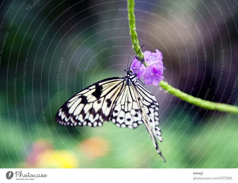 Edelfalter Pflanze Blume Blüte Tier Wildtier Schmetterling 1 frei natürlich Weiße Baumnymphe Farbfoto Außenaufnahme Makroaufnahme Menschenleer Tag